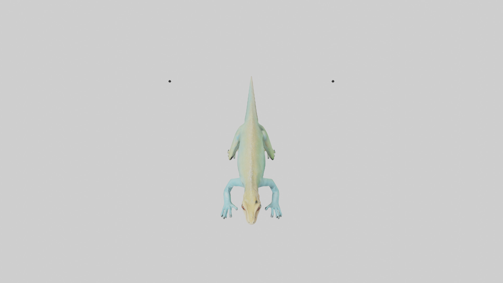 Bonaire Whiptail Lizard running model 3D model_16