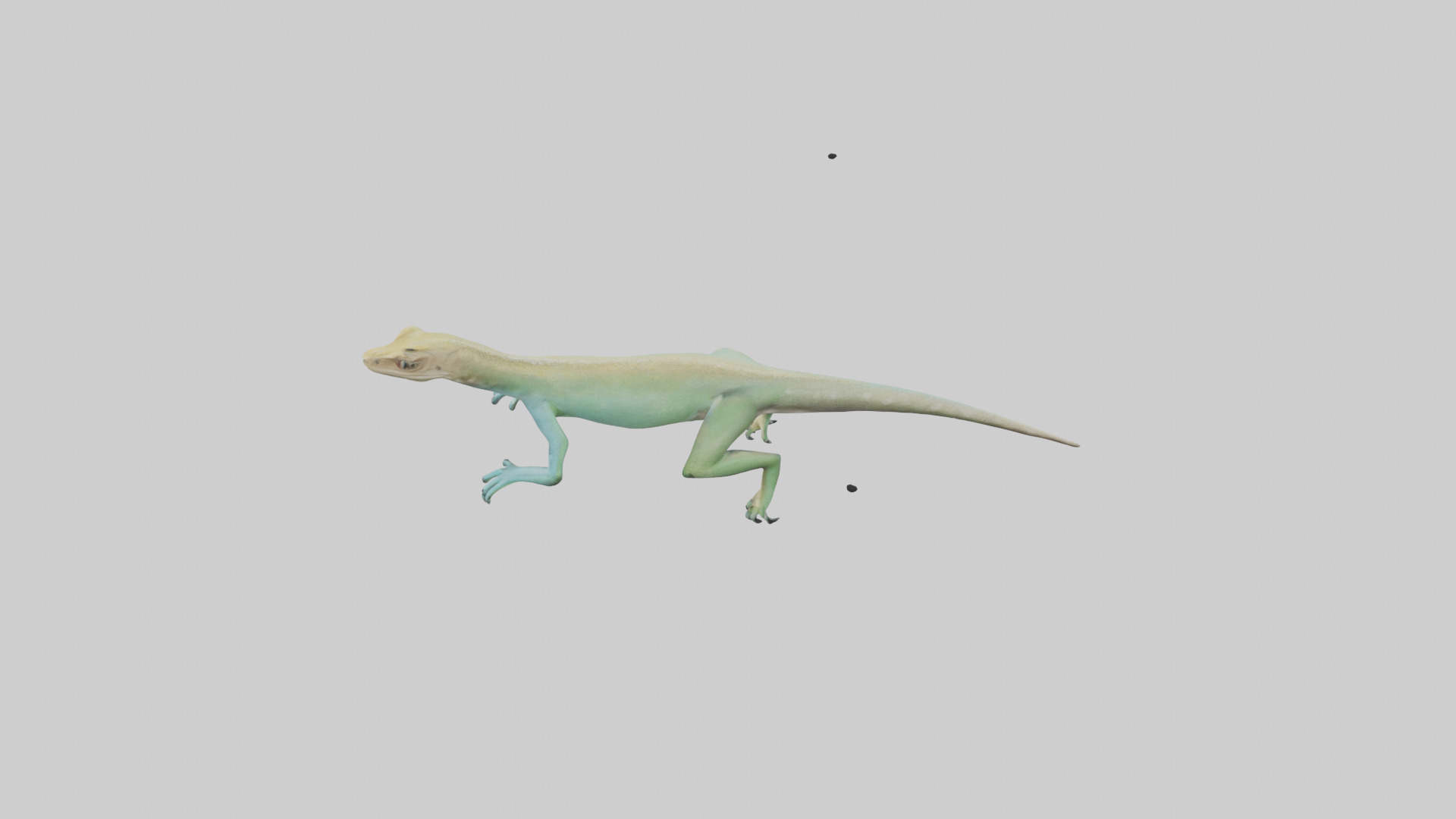 Bonaire Whiptail Lizard running model 3D model_17