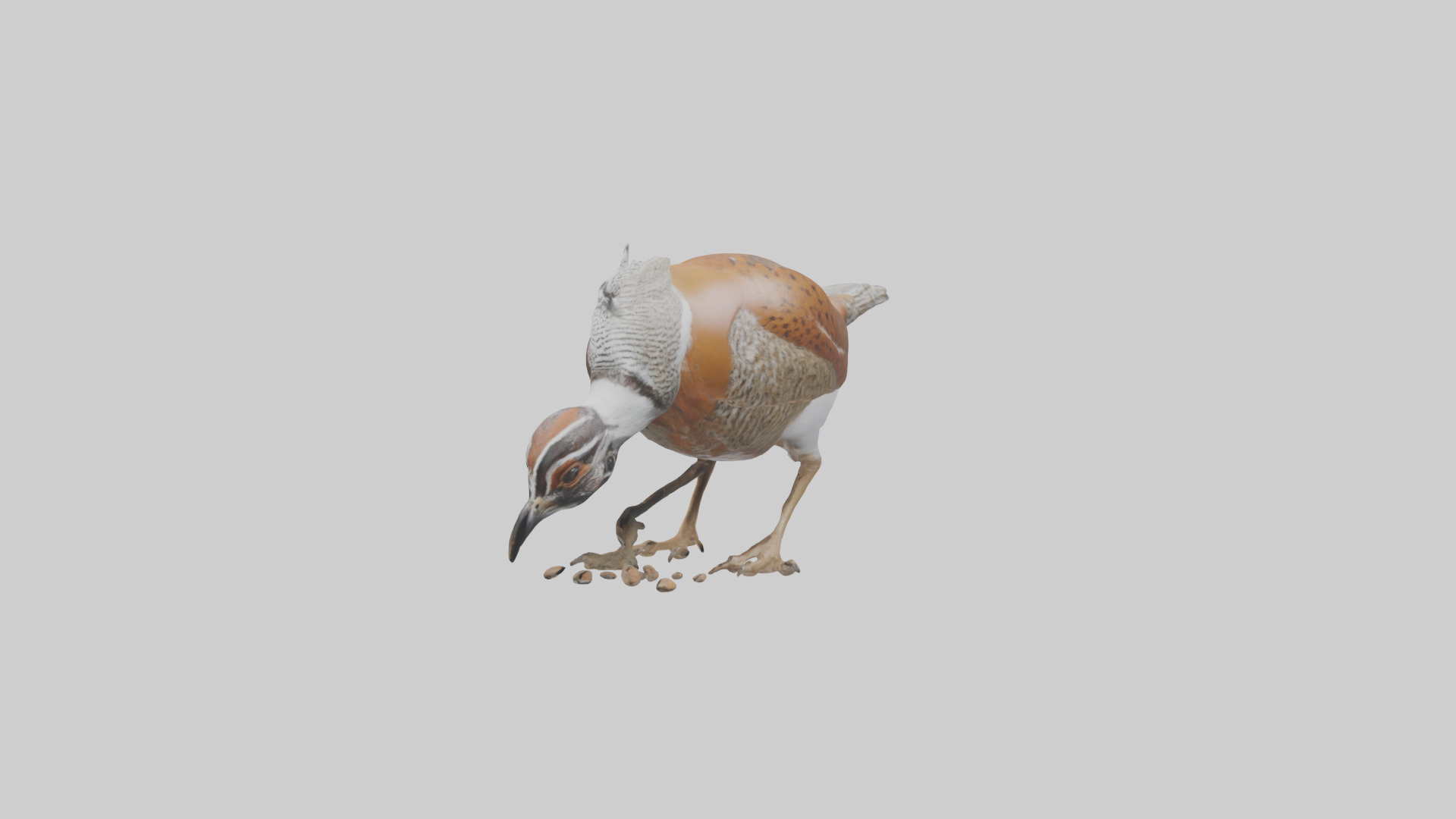 Bobwhite Quail scratching ground model 3D model_12