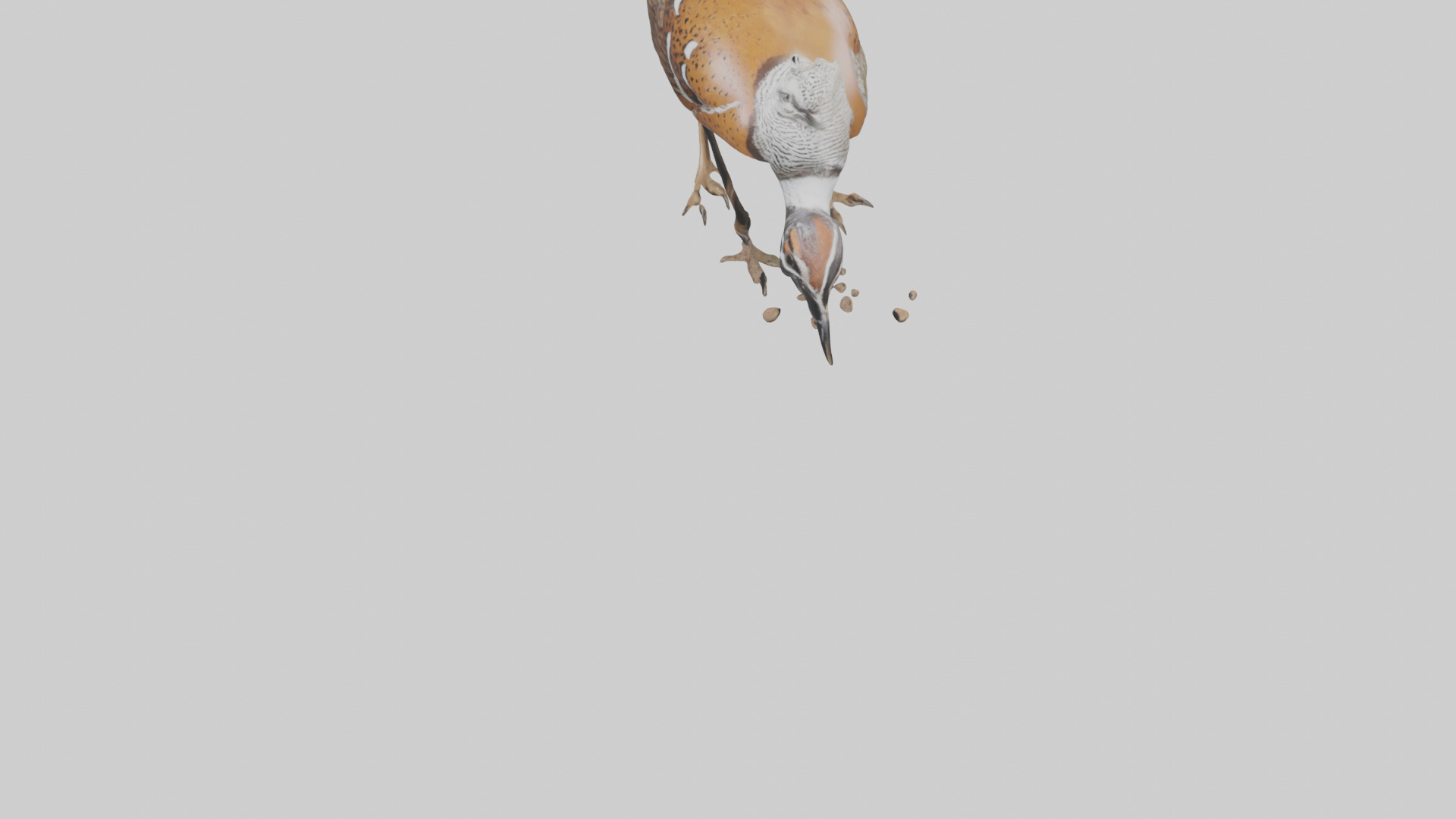 Bobwhite Quail scratching ground model 3D model_5