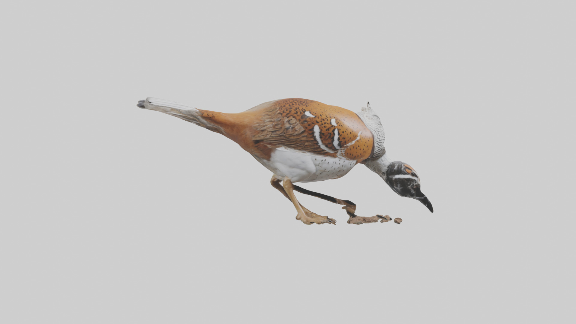 Bobwhite Quail scratching ground model 3D model_7