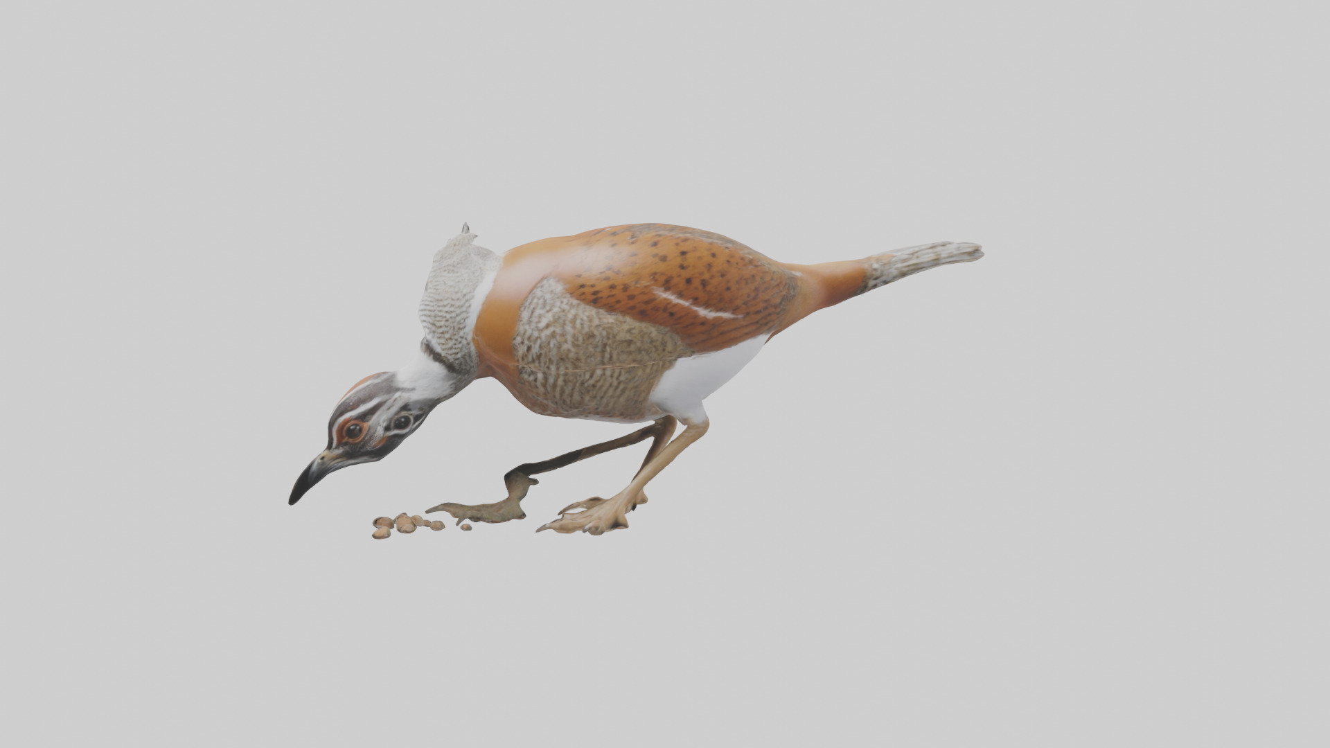 Bobwhite Quail scratching ground model 3D model_1