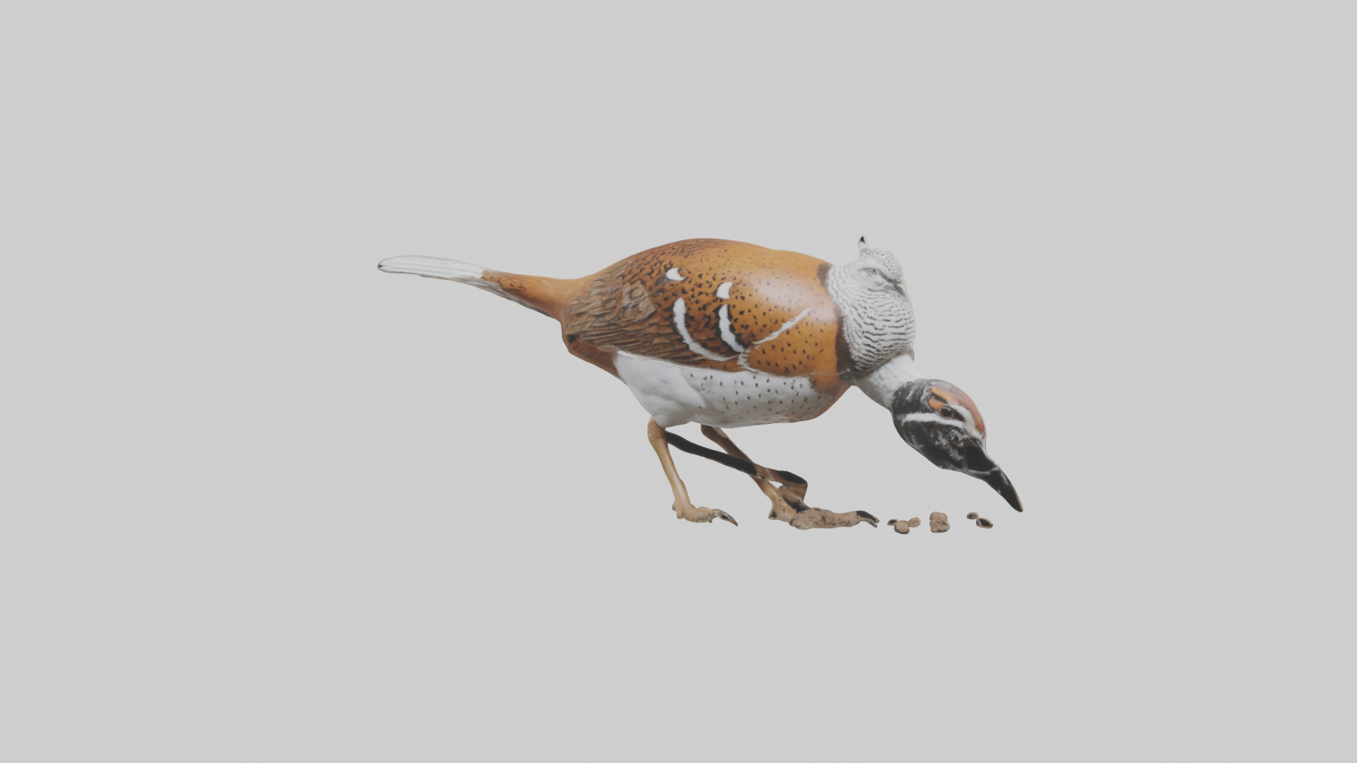 Bobwhite Quail scratching ground model 3D model_9