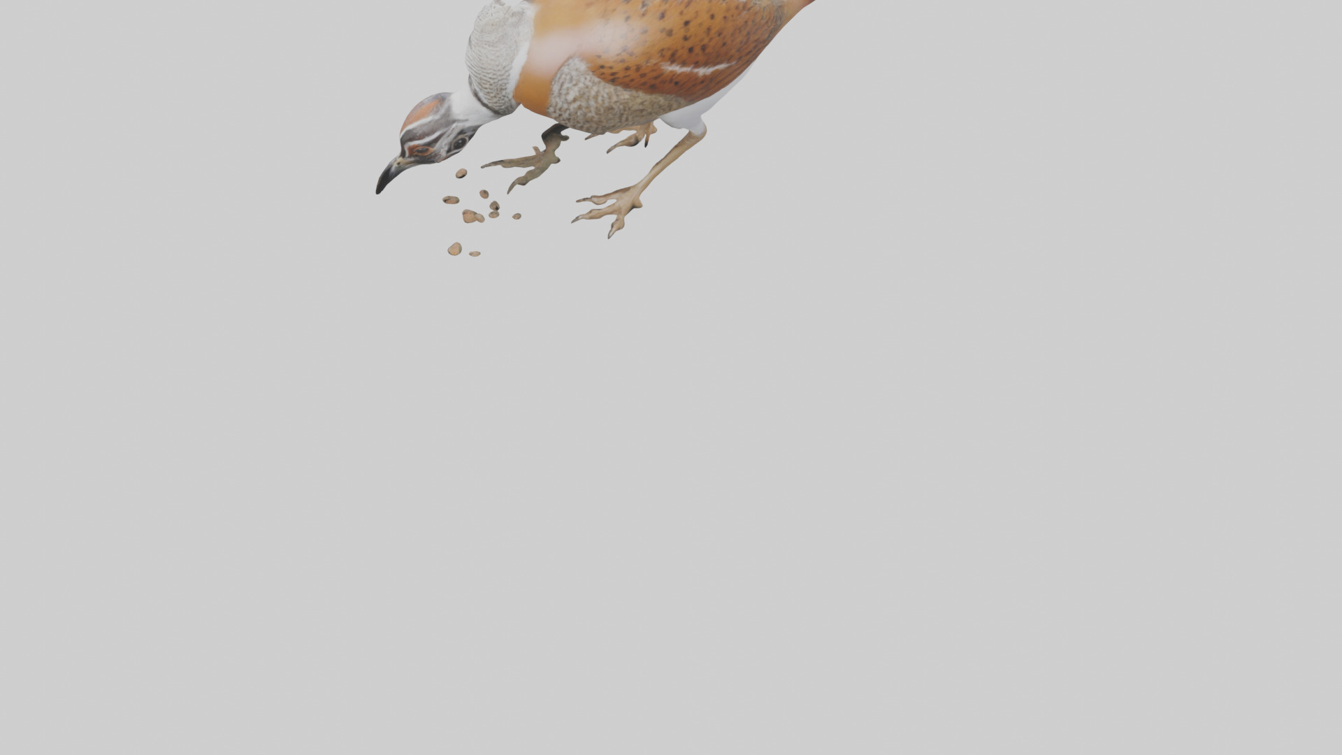 Bobwhite Quail scratching ground model 3D model_3