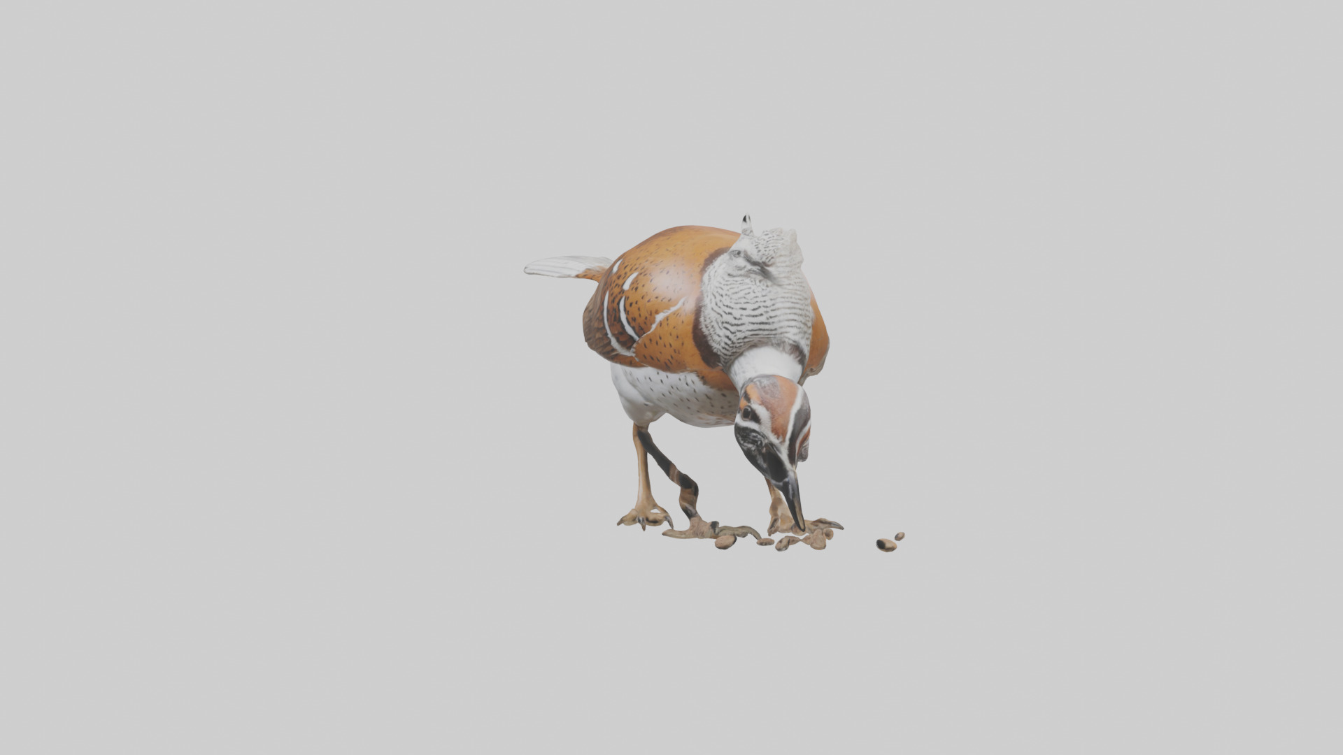 Bobwhite Quail scratching ground model 3D model_10