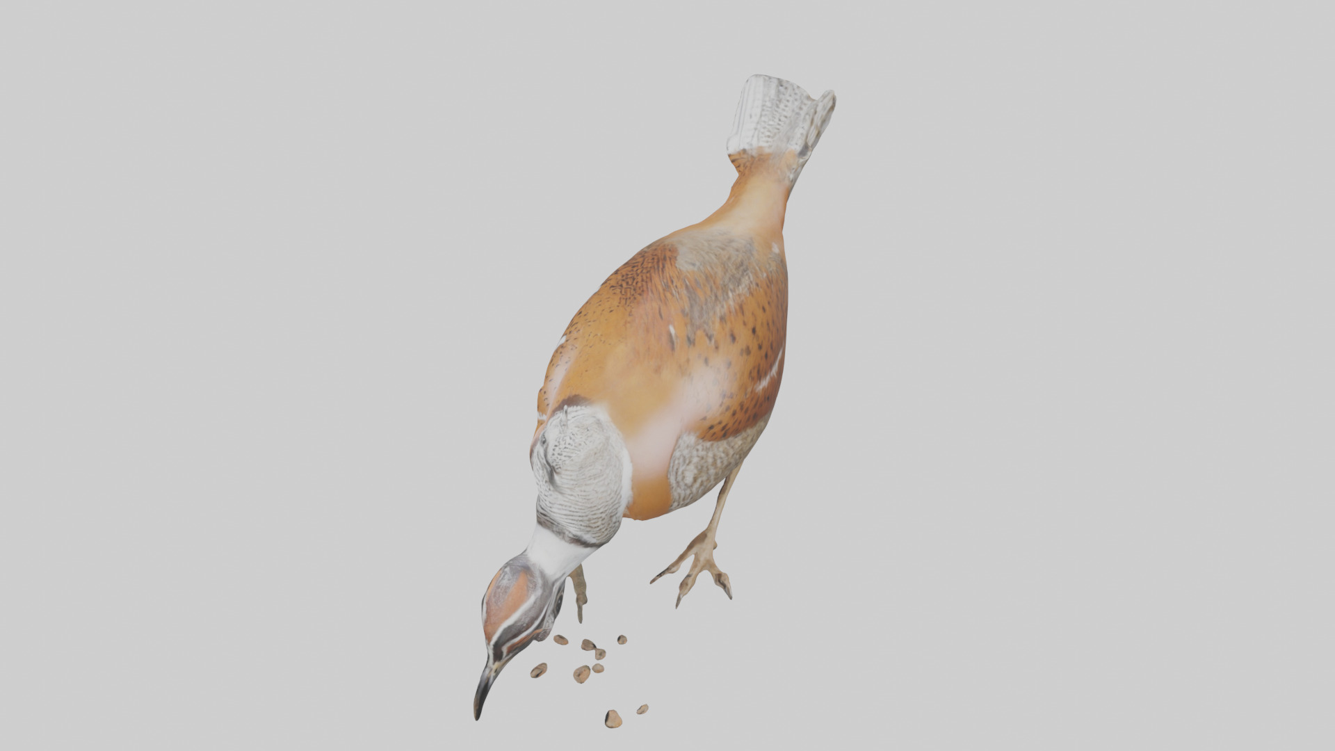 Bobwhite Quail scratching ground model 3D model_17