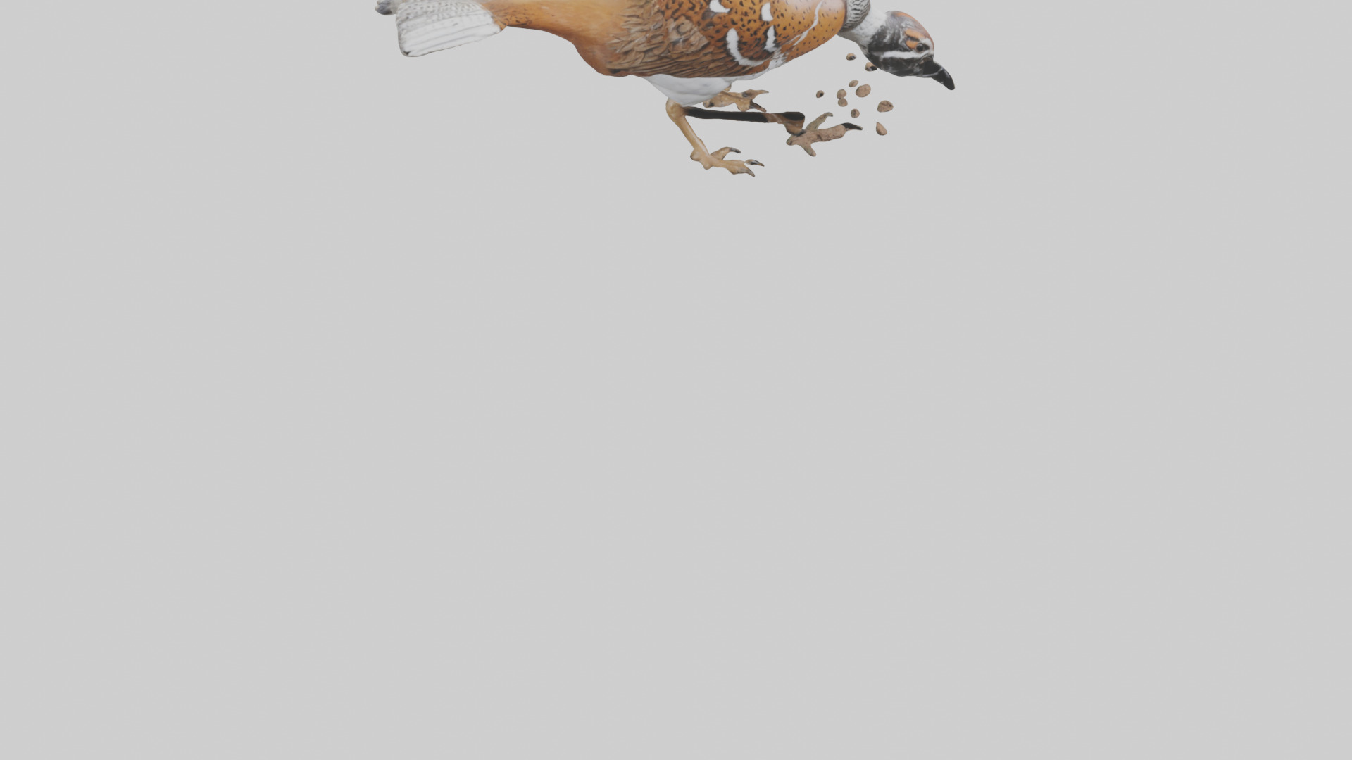 Bobwhite Quail scratching ground model 3D model_6