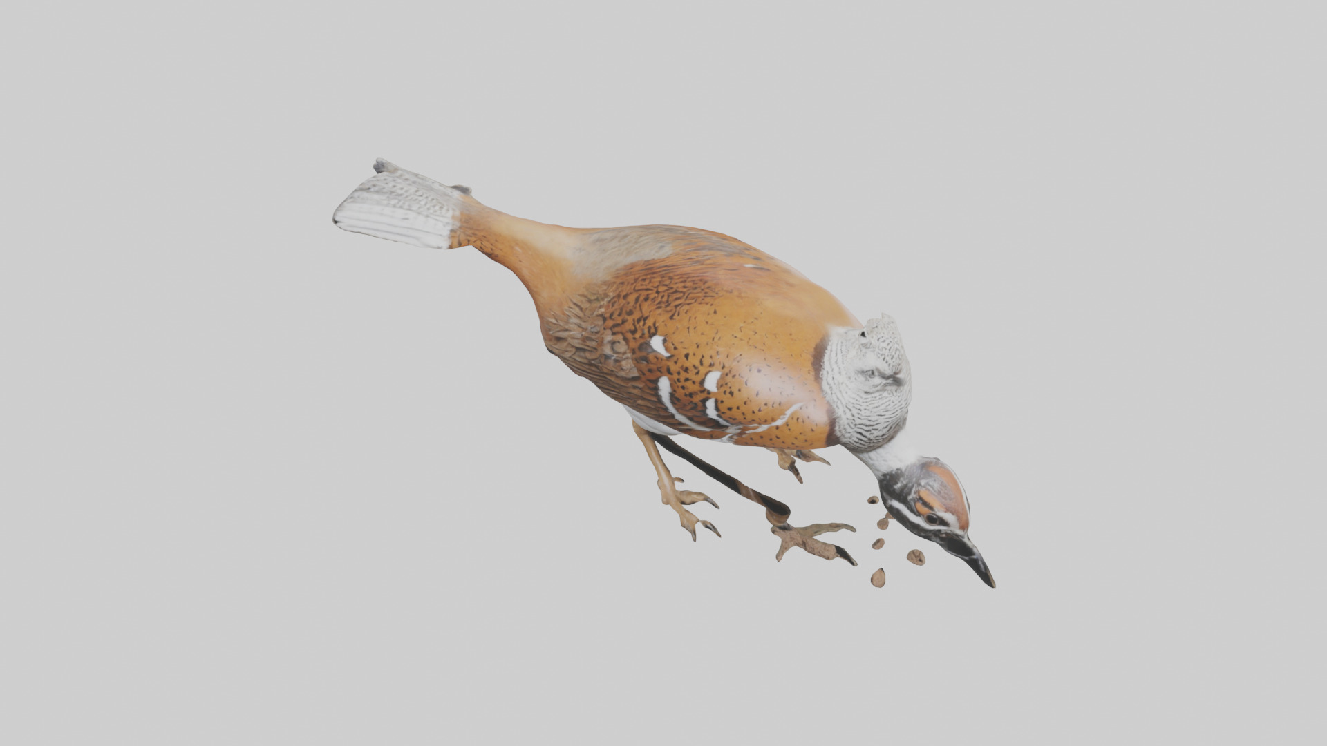 Bobwhite Quail scratching ground model 3D model_16