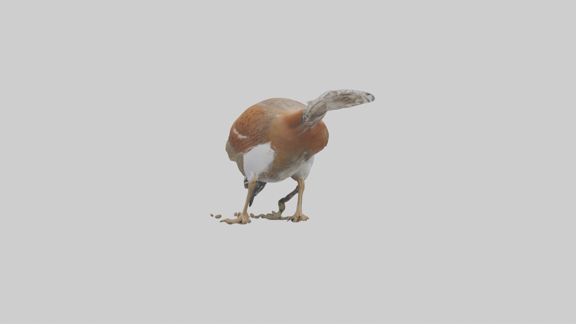 Bobwhite Quail scratching ground model 3D model_2