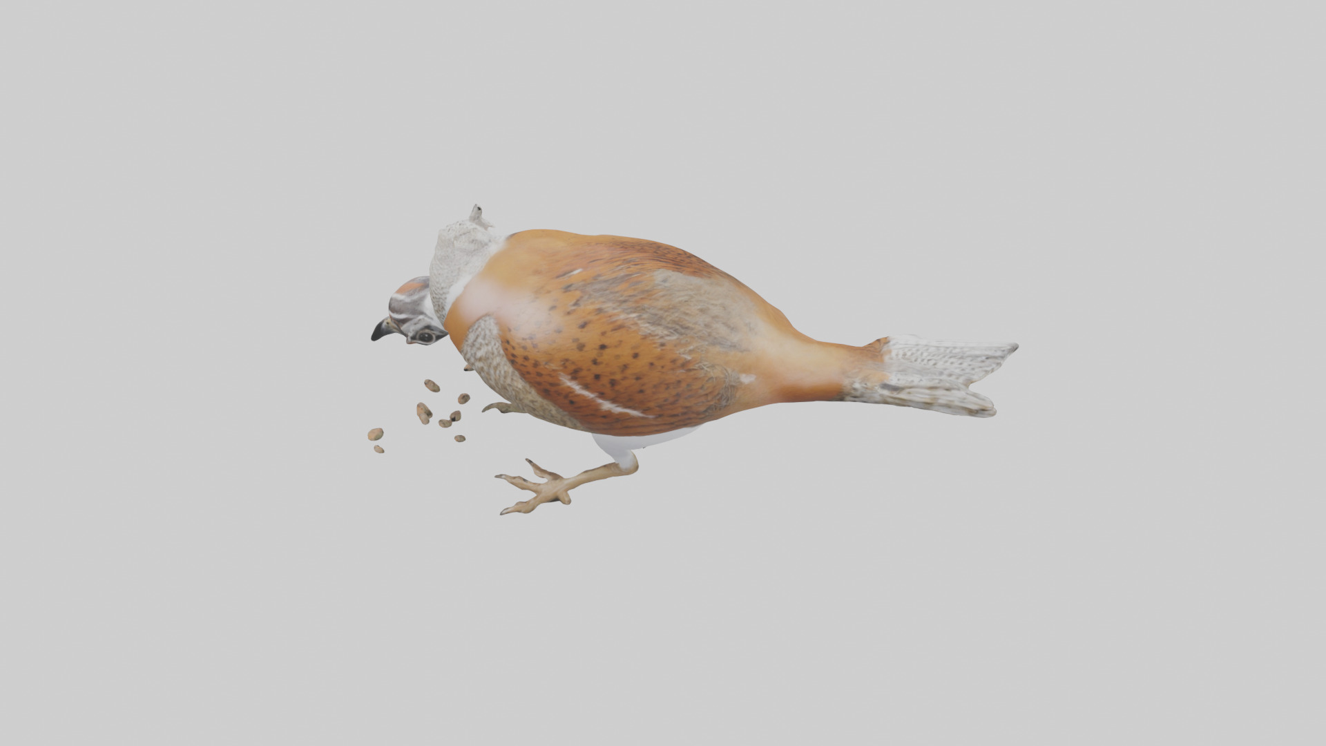 Bobwhite Quail scratching ground model 3D model_15