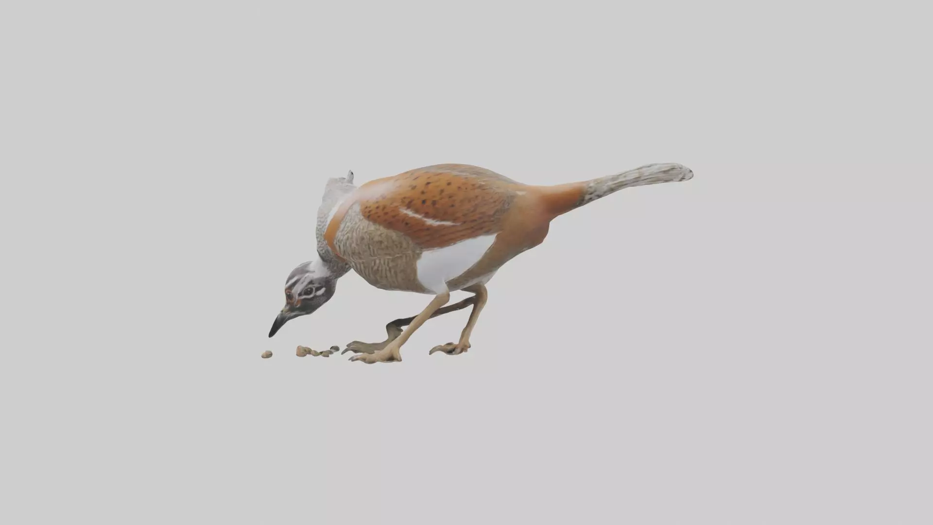 Bobwhite Quail scratching ground model 3D model_0