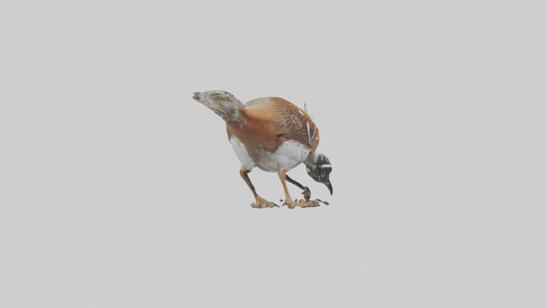 Bobwhite Quail scratching ground model 3D model_13