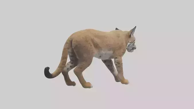 Bobcat stalking model