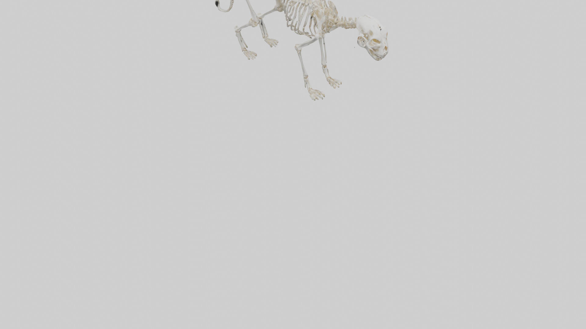 Bobcat Skeleton model 3D model_6