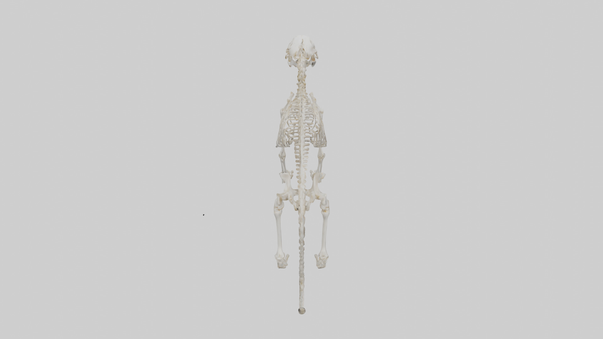 Bobcat Skeleton model 3D model_15