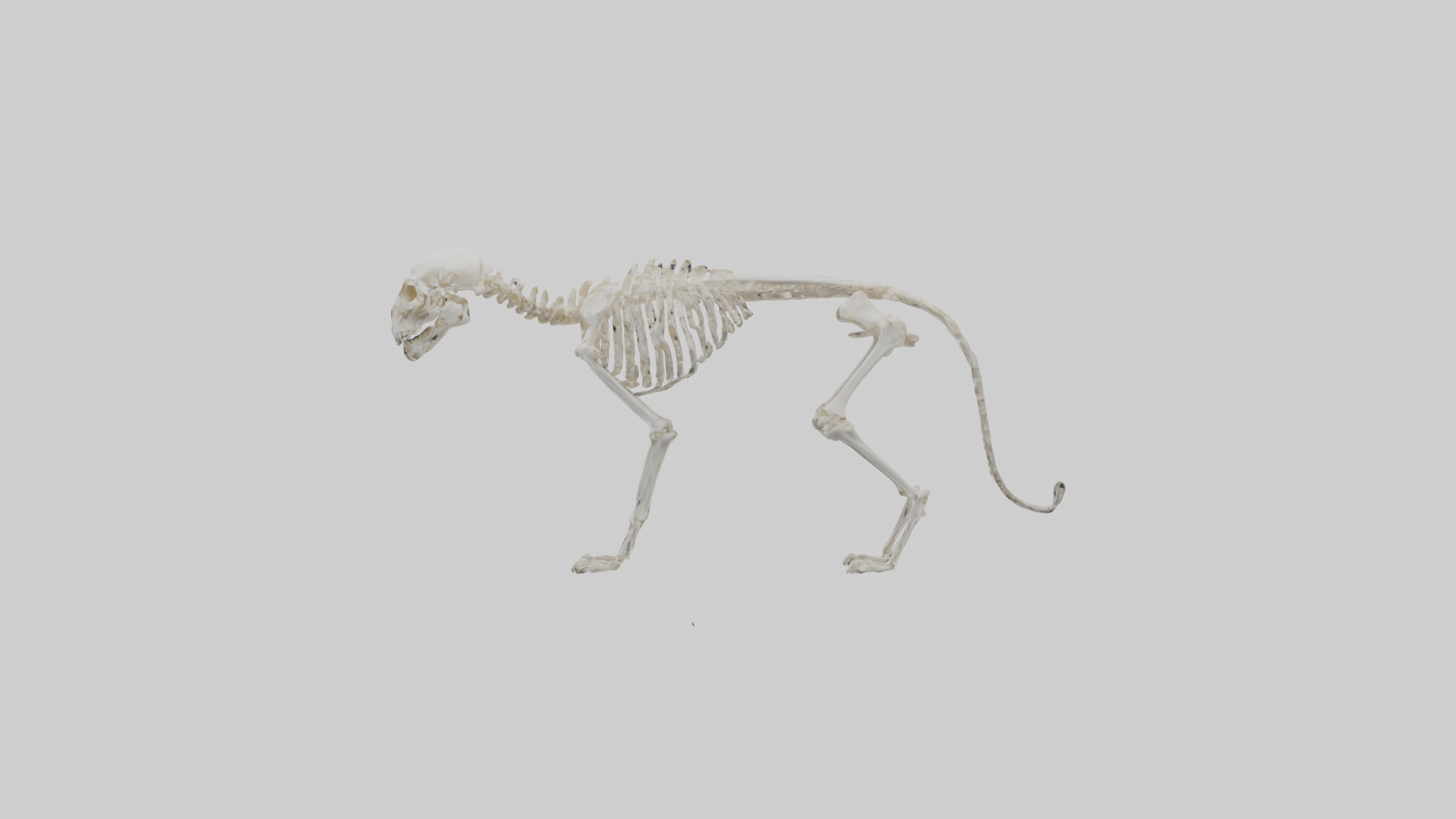 Bobcat Skeleton model 3D model_12