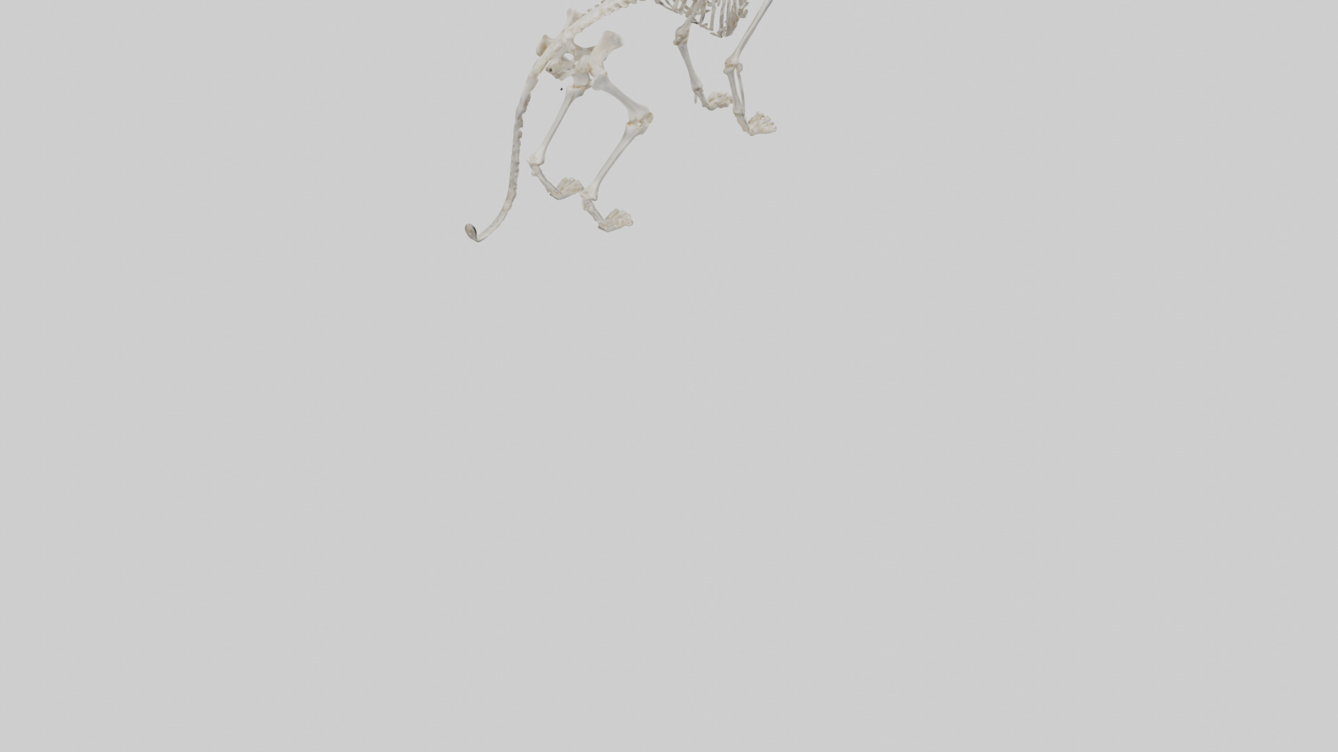 Bobcat Skeleton model 3D model_4