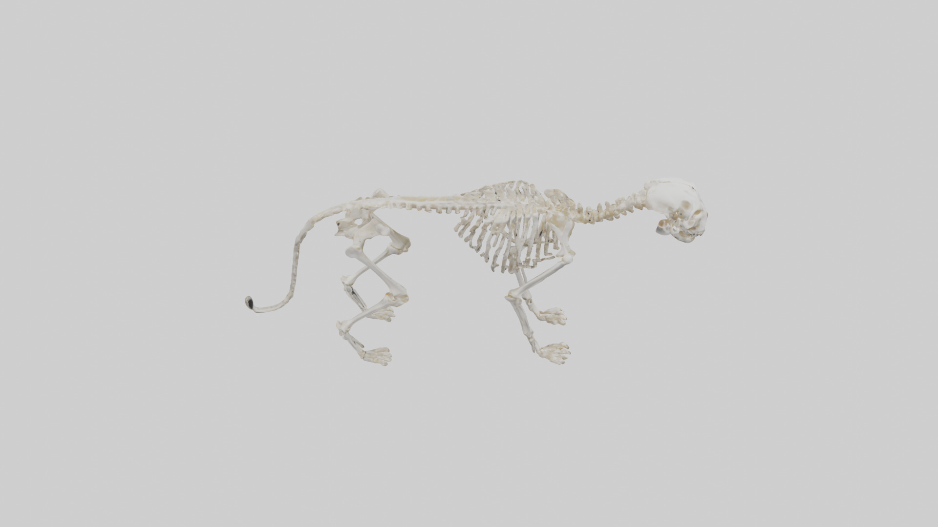 Bobcat Skeleton model 3D model_18