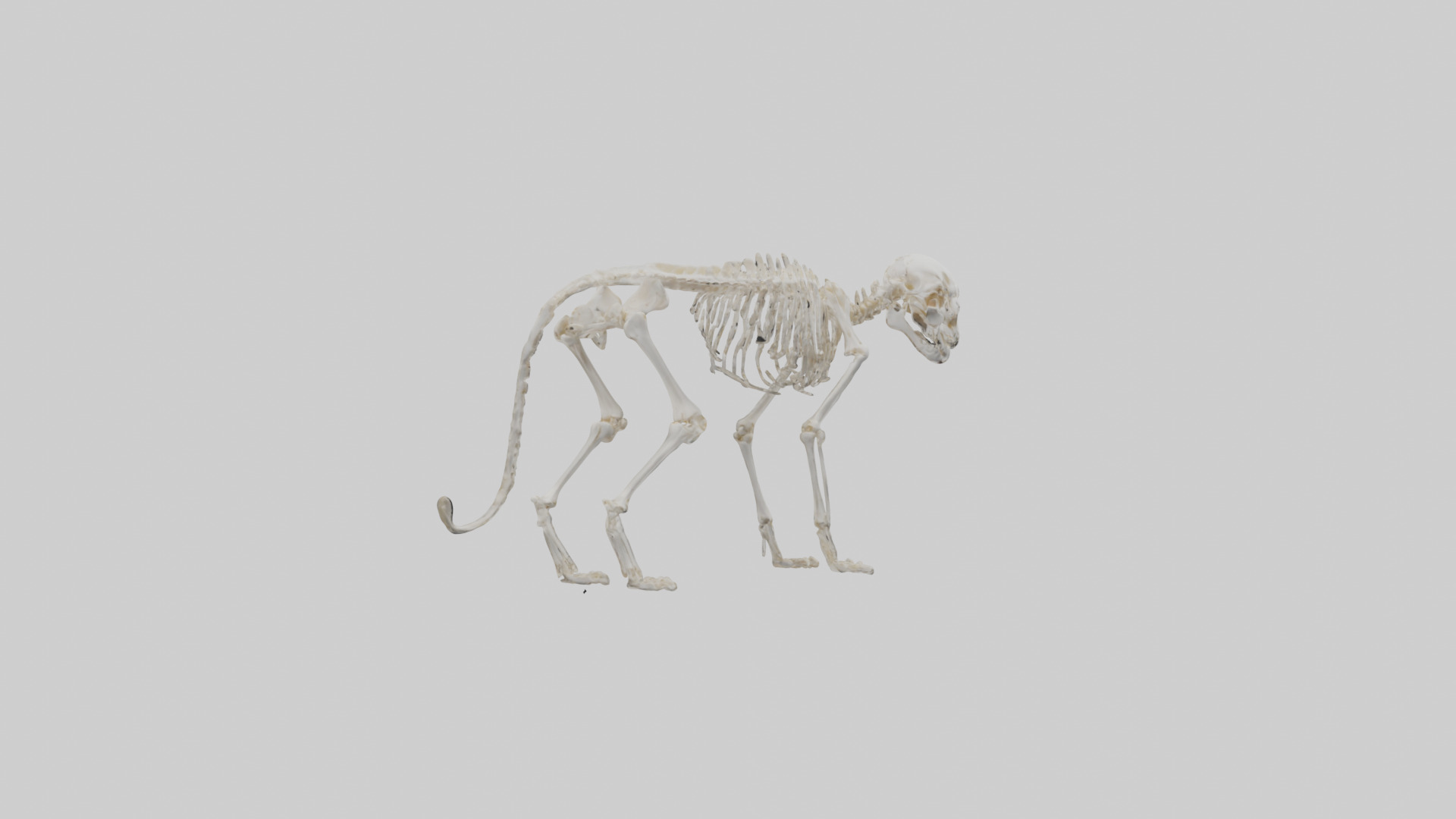 Bobcat Skeleton model 3D model_2
