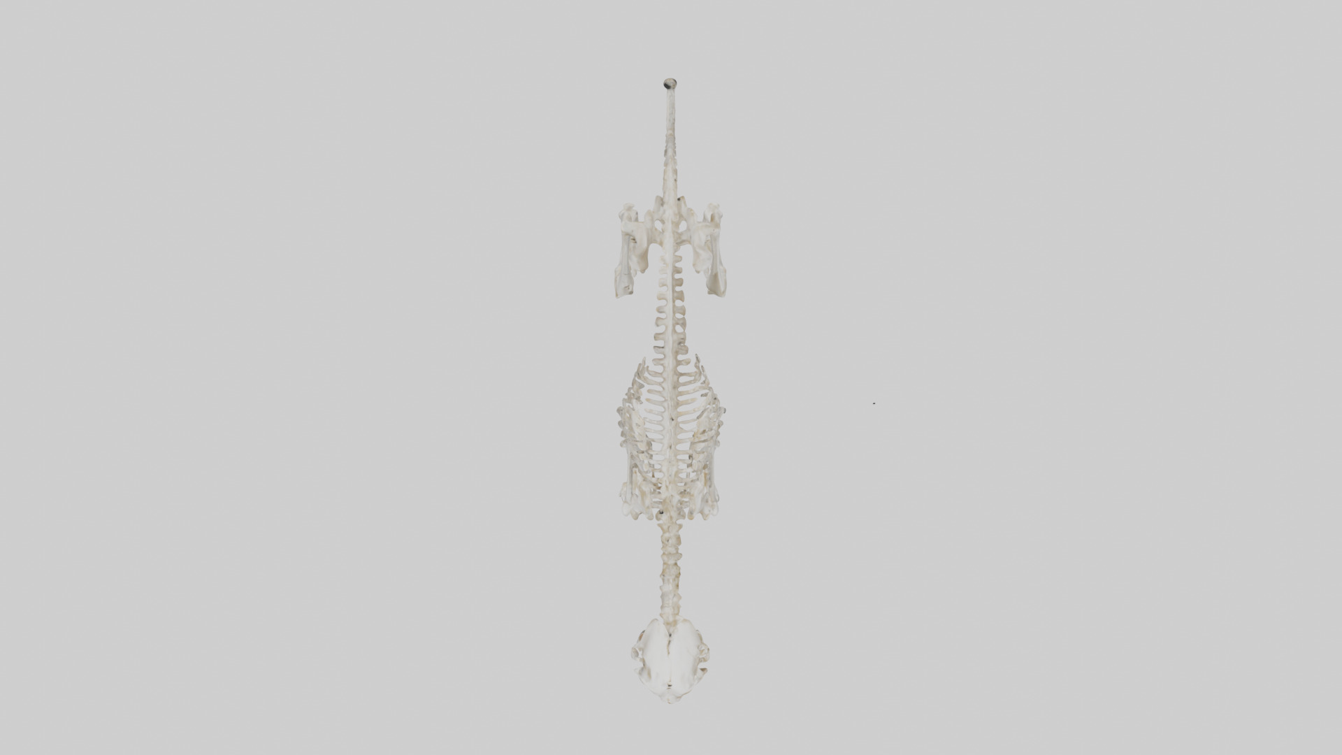 Bobcat Skeleton model 3D model_14