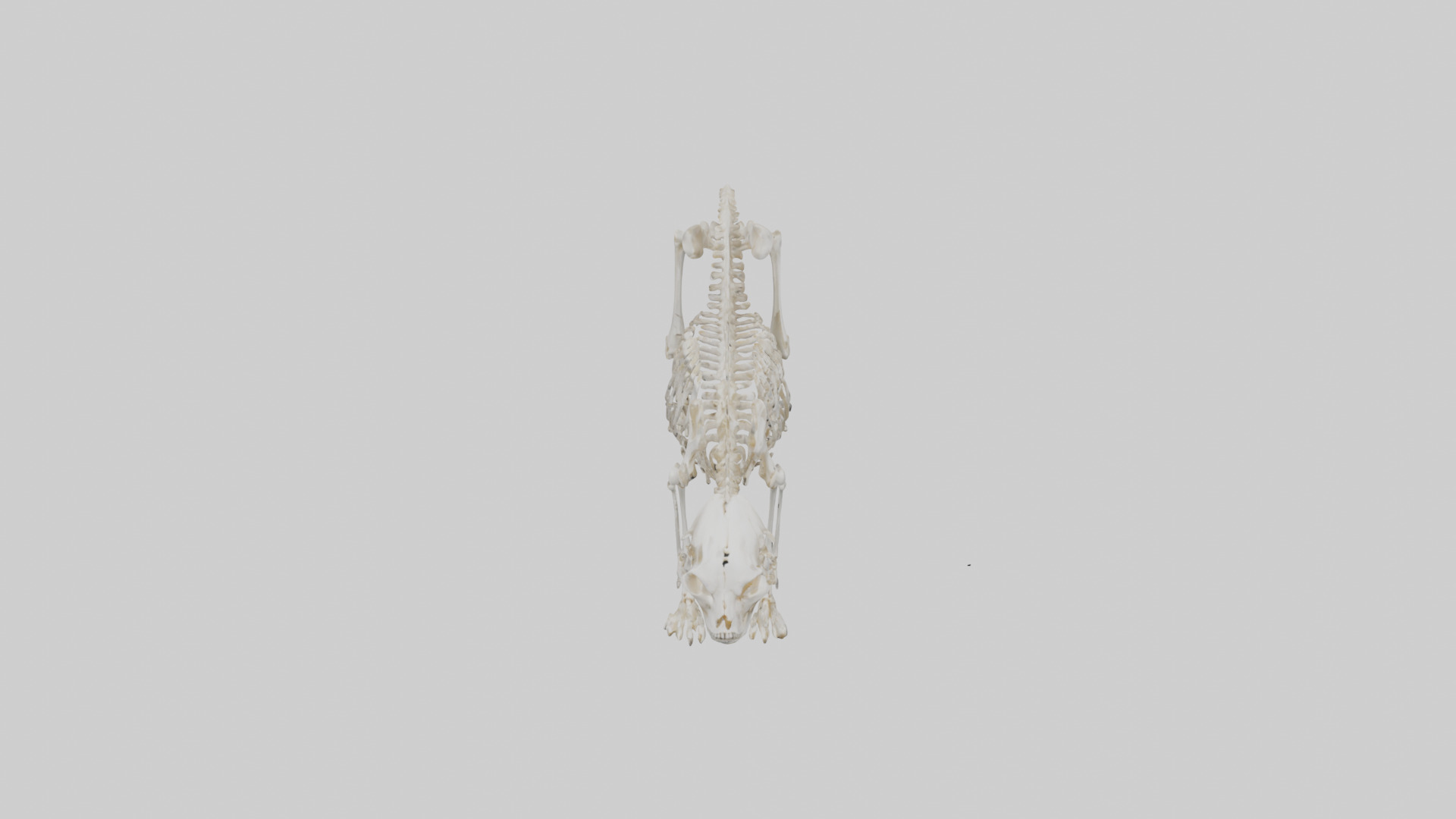 Bobcat Skeleton model 3D model_16