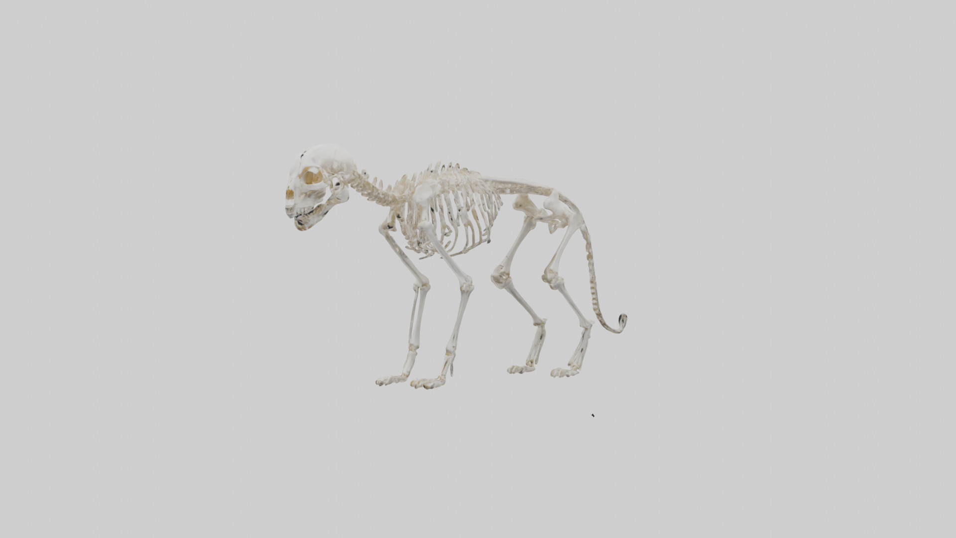 Bobcat Skeleton model 3D model_10
