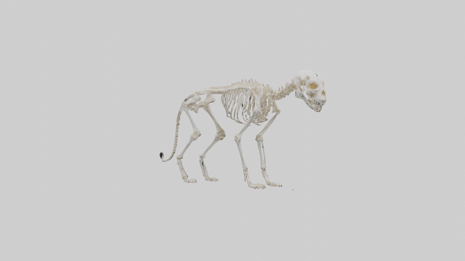 Bobcat Skeleton model 3D model_7