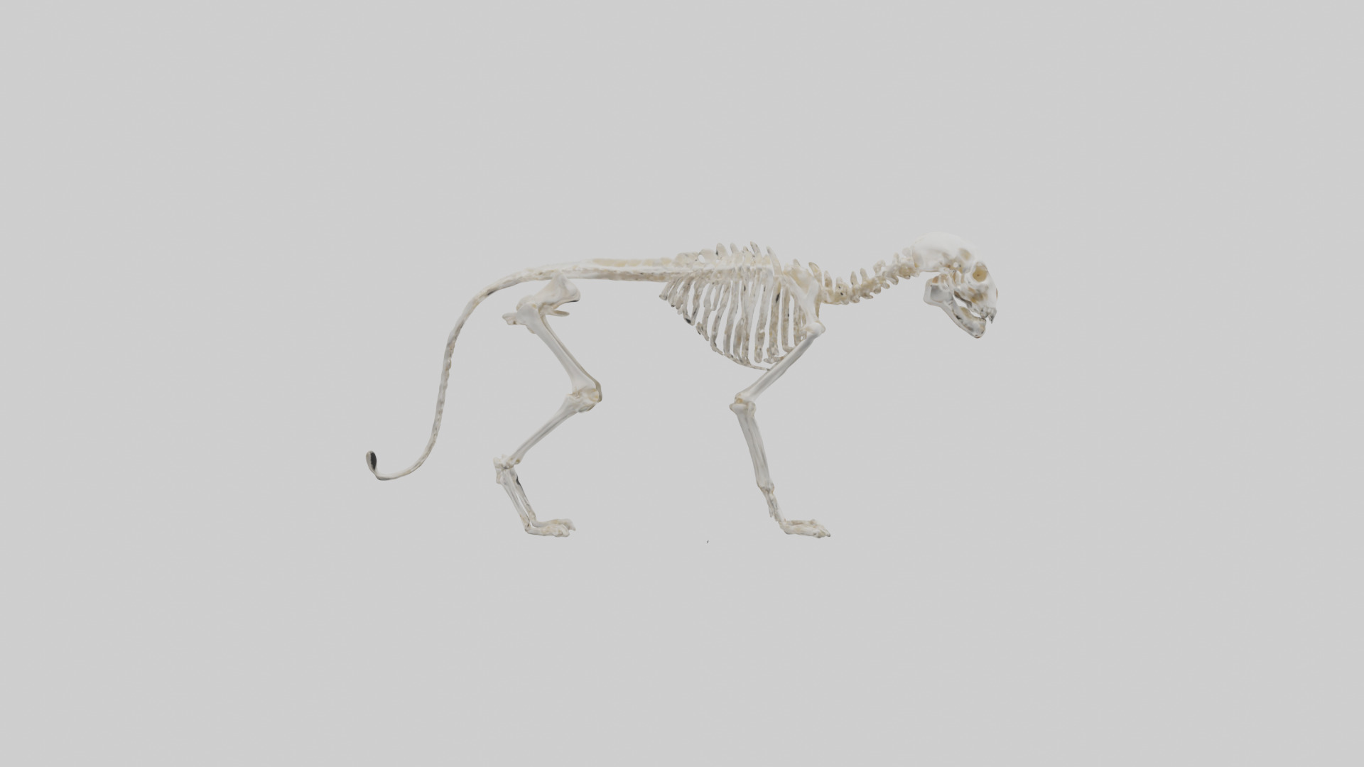 Bobcat Skeleton model 3D model_13