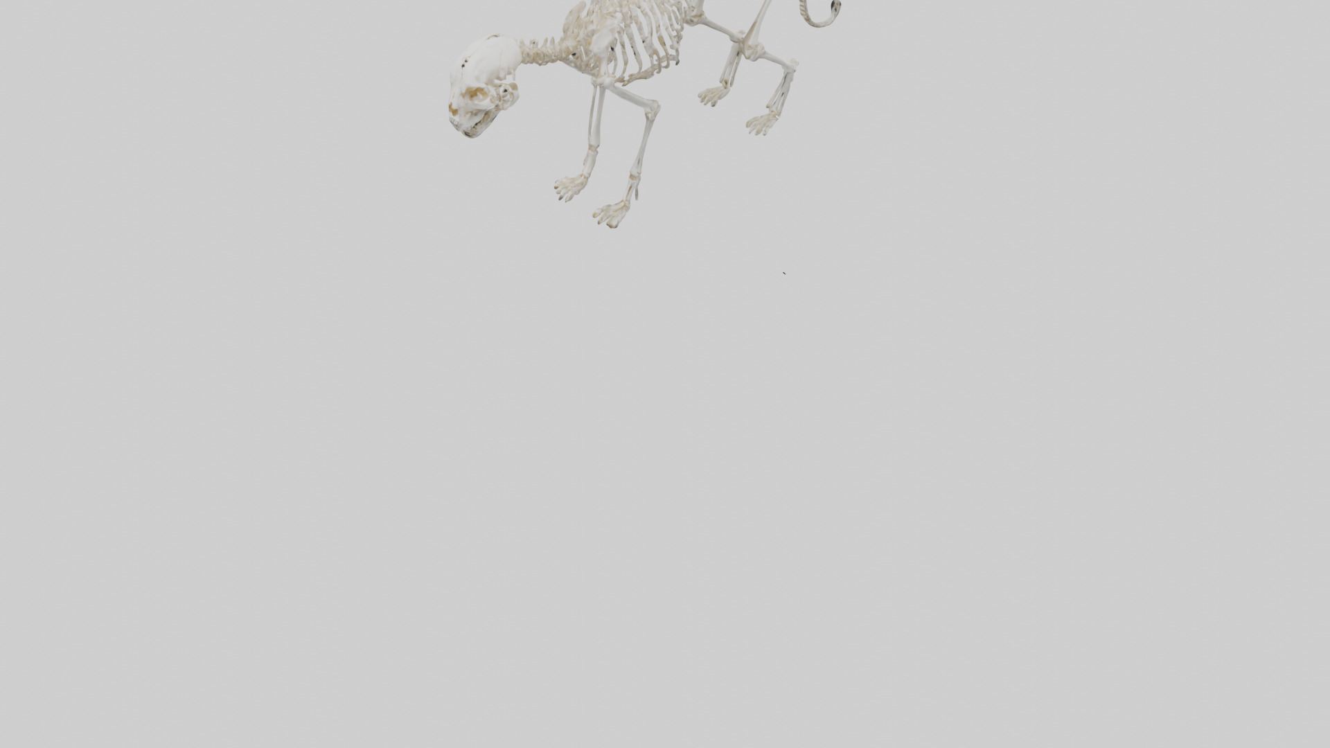 Bobcat Skeleton model 3D model_5