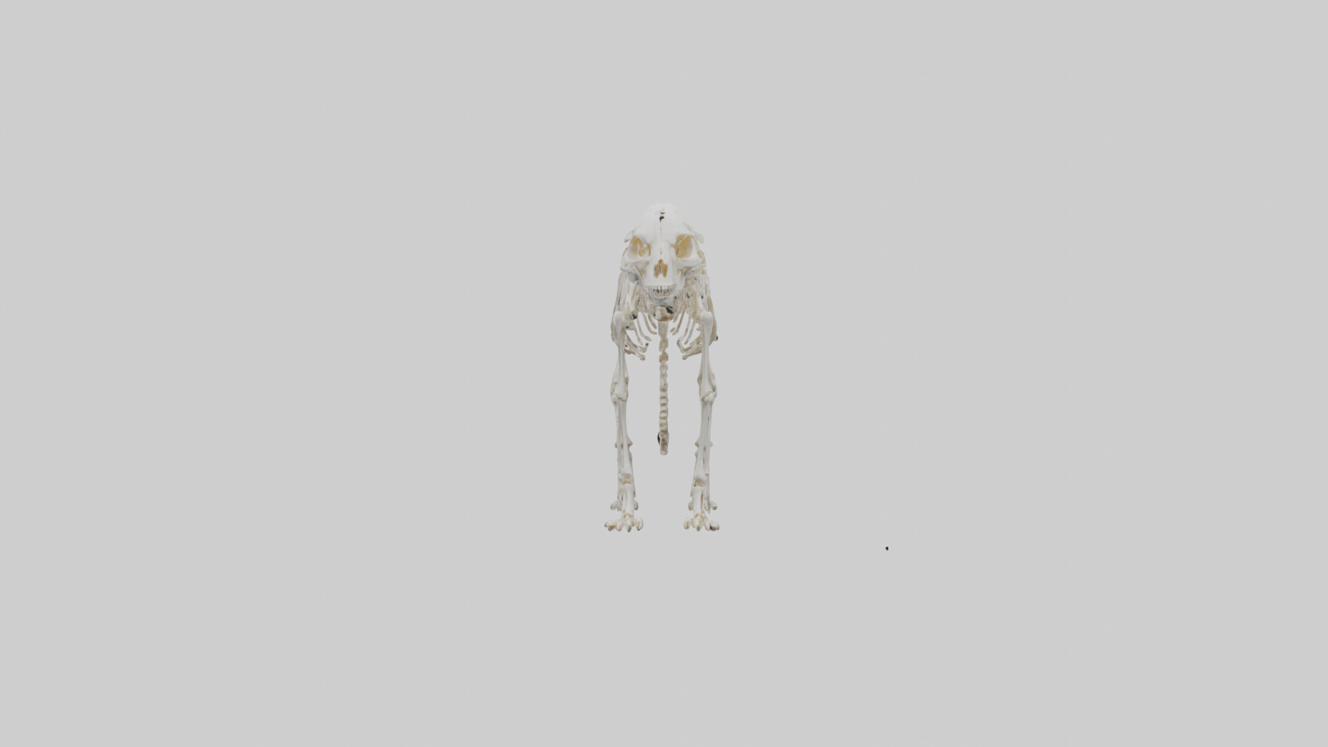 Bobcat Skeleton model 3D model_9