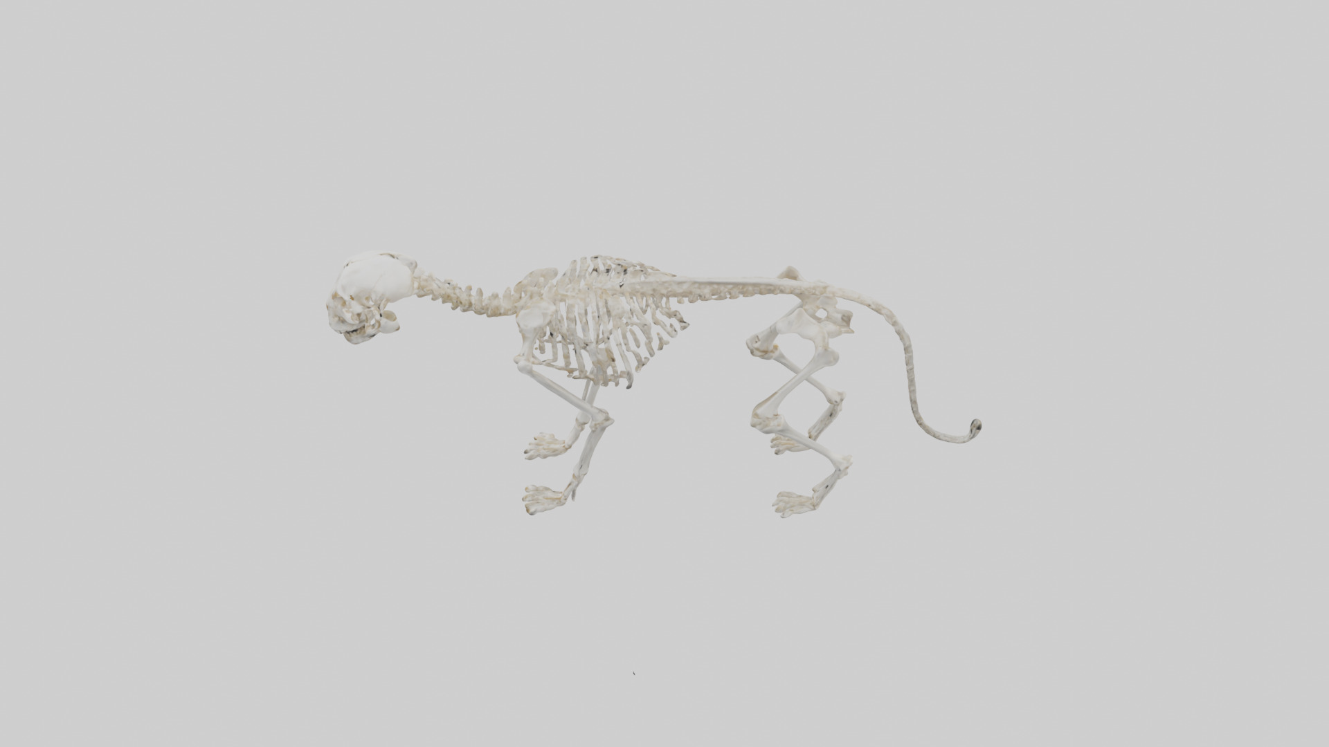 Bobcat Skeleton model 3D model_17