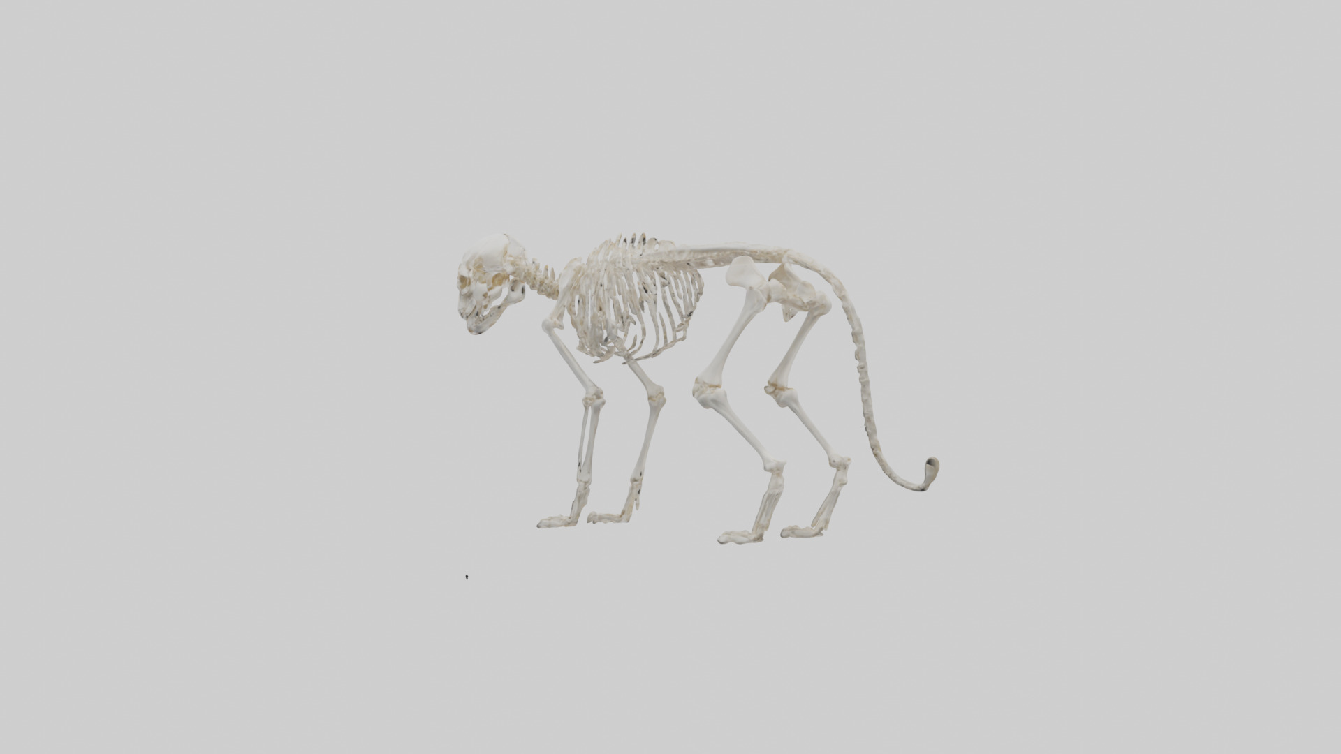 Bobcat Skeleton model 3D model_1