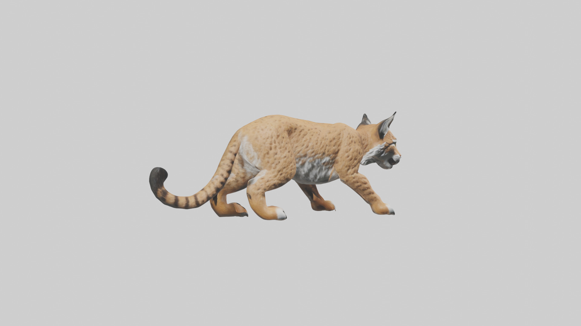 Bobcat hunting model 3D model_7