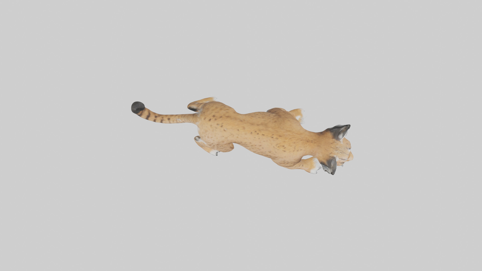 Bobcat hunting model 3D model_14