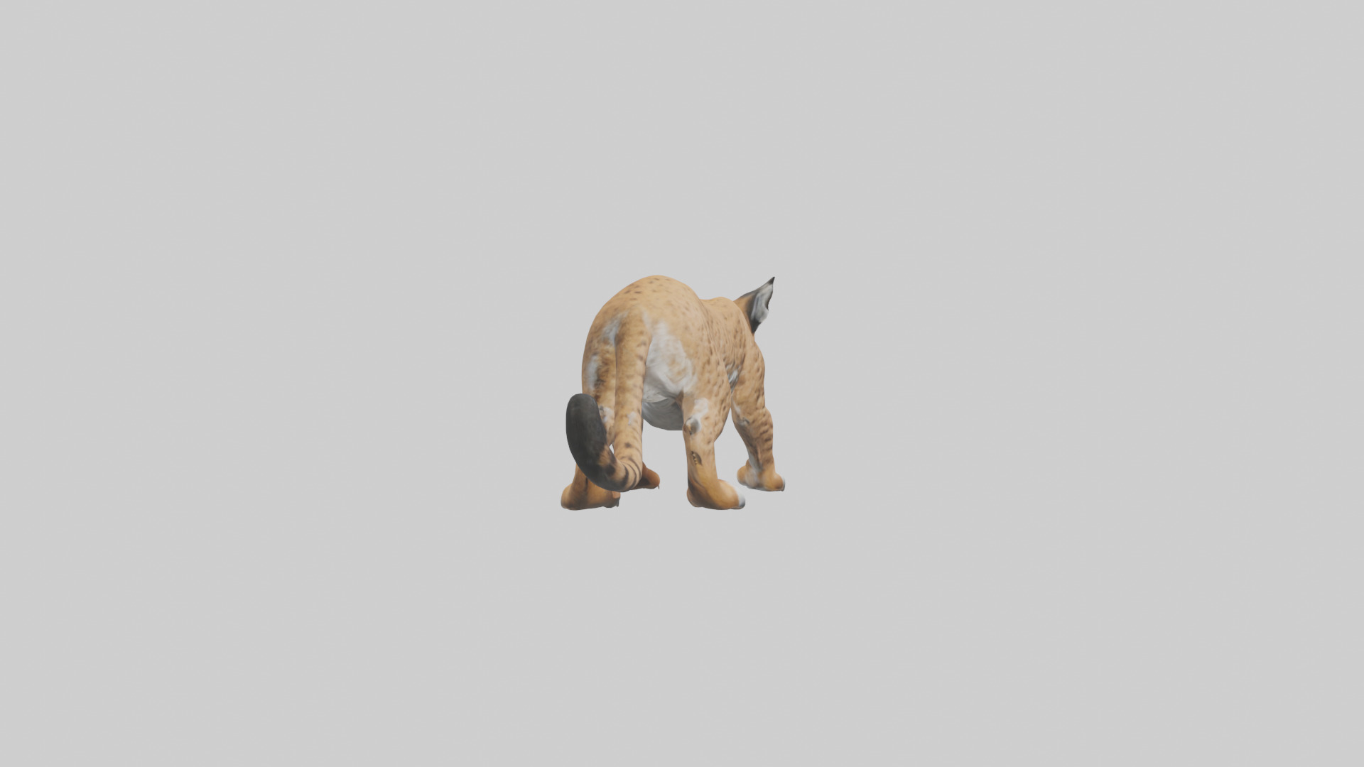 Bobcat hunting model 3D model_13