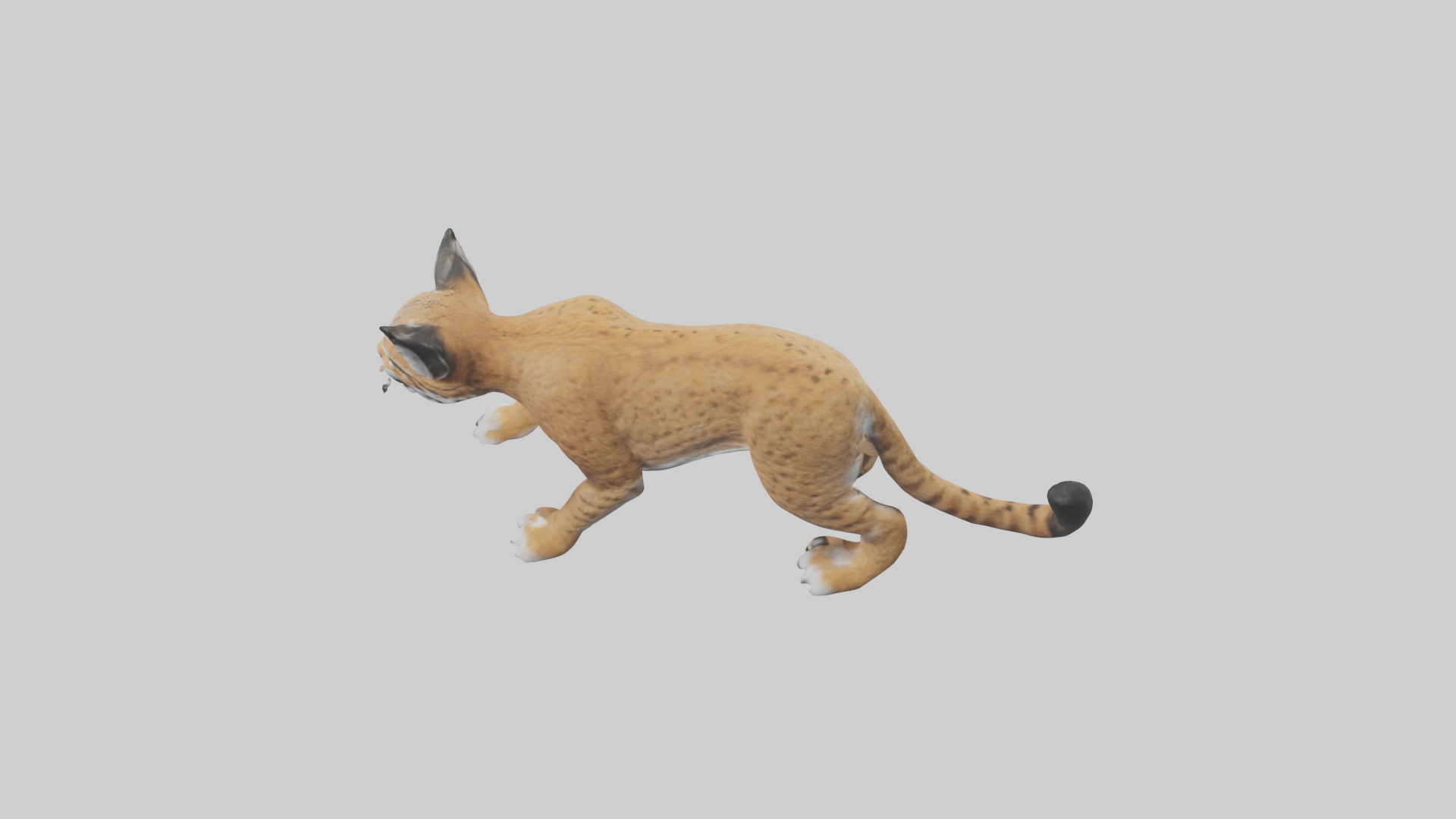 Bobcat hunting model 3D model_15