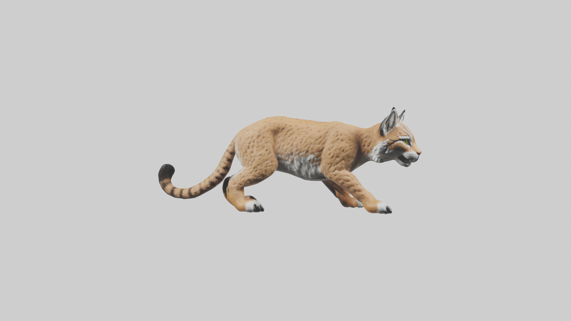 Bobcat hunting model 3D model_9