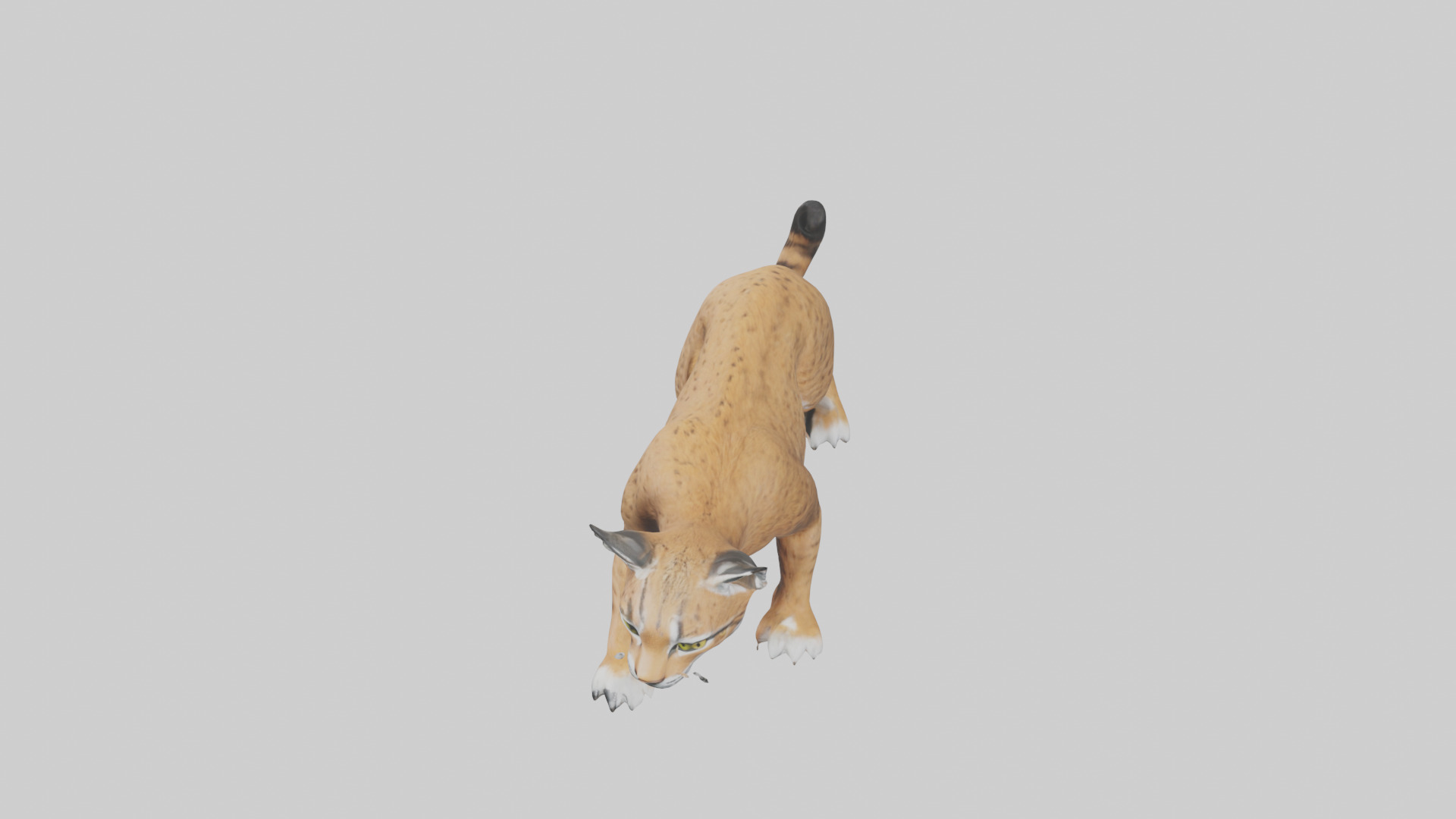 Bobcat hunting model 3D model_17