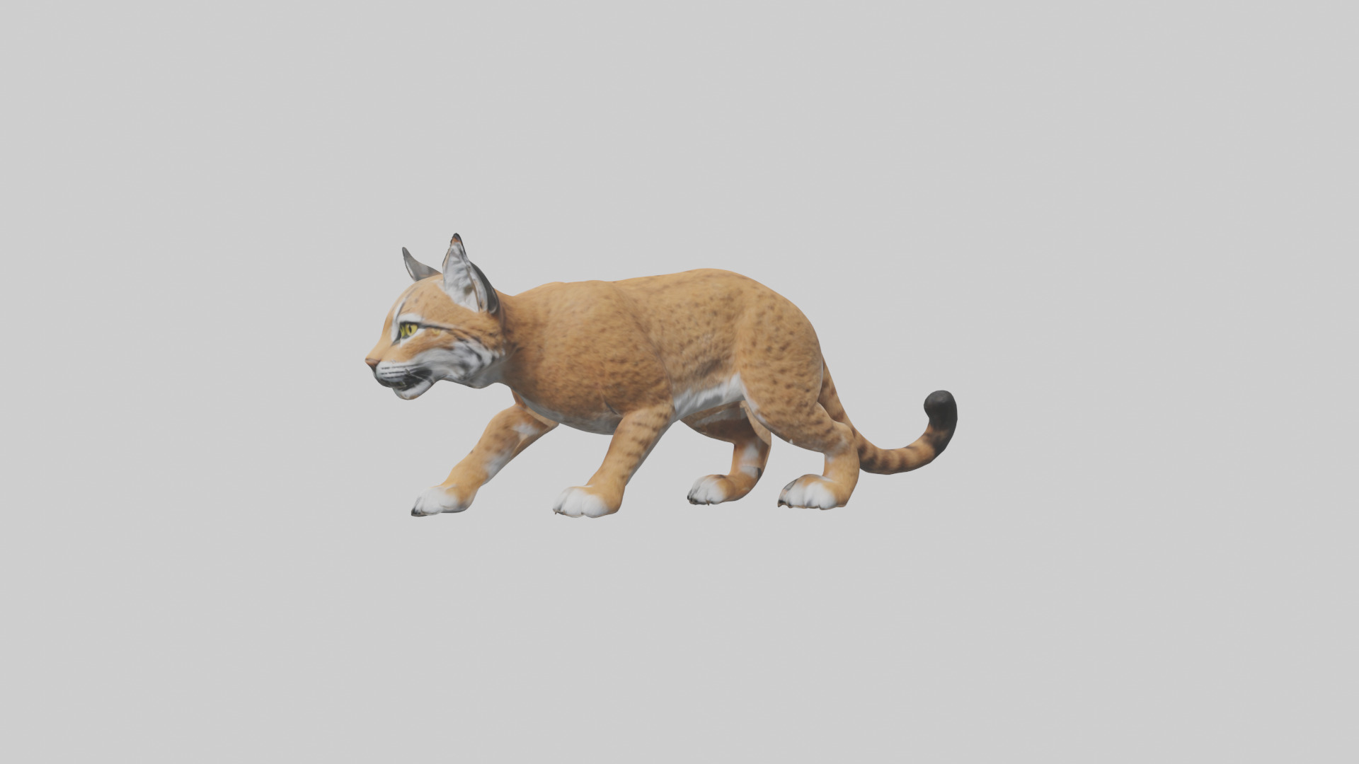 Bobcat hunting model 3D model_1