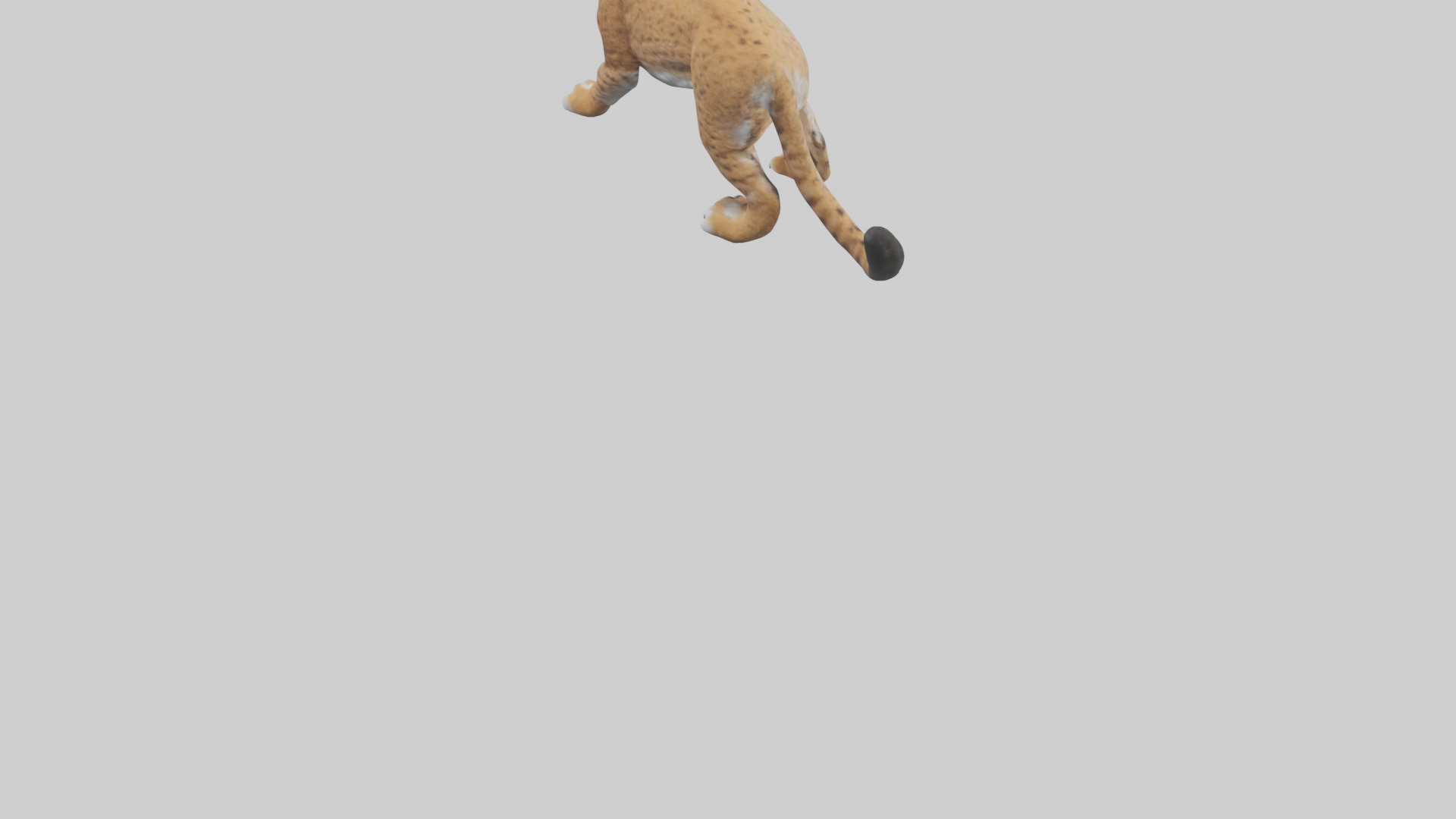 Bobcat hunting model 3D model_4