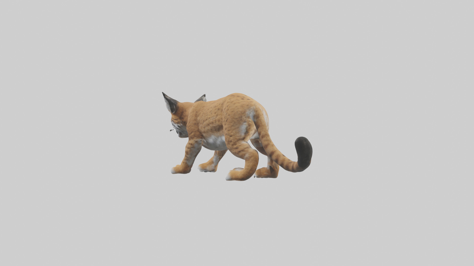 Bobcat hunting model 3D model_2