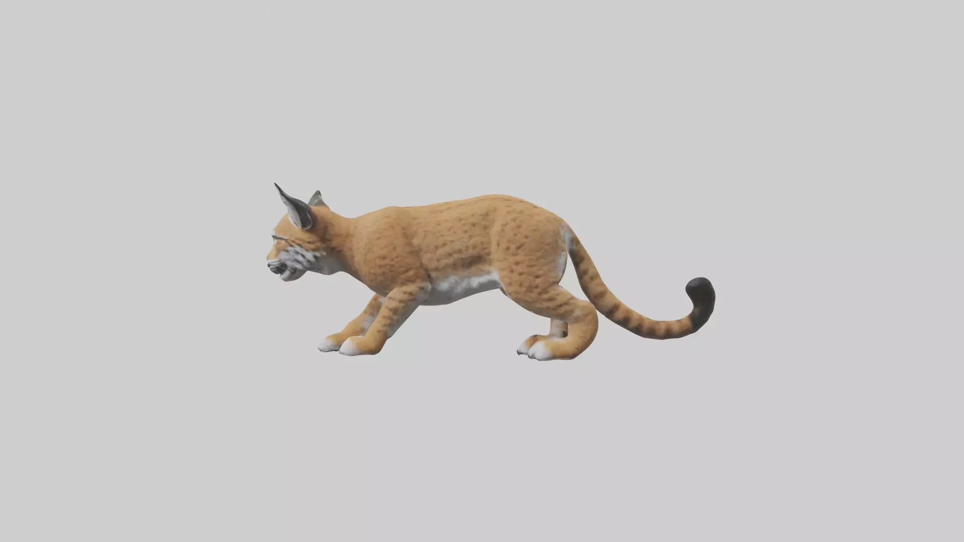 Bobcat hunting model 3D model_0