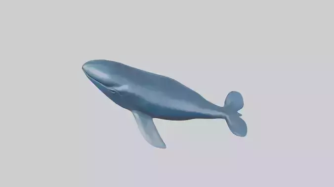 Blue Whale statue model