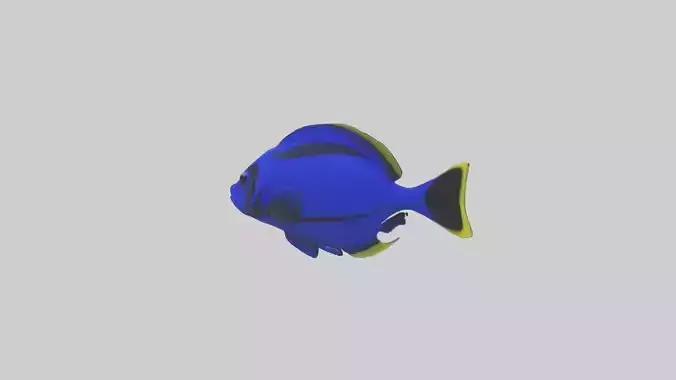 Blue Tang darting through coral model