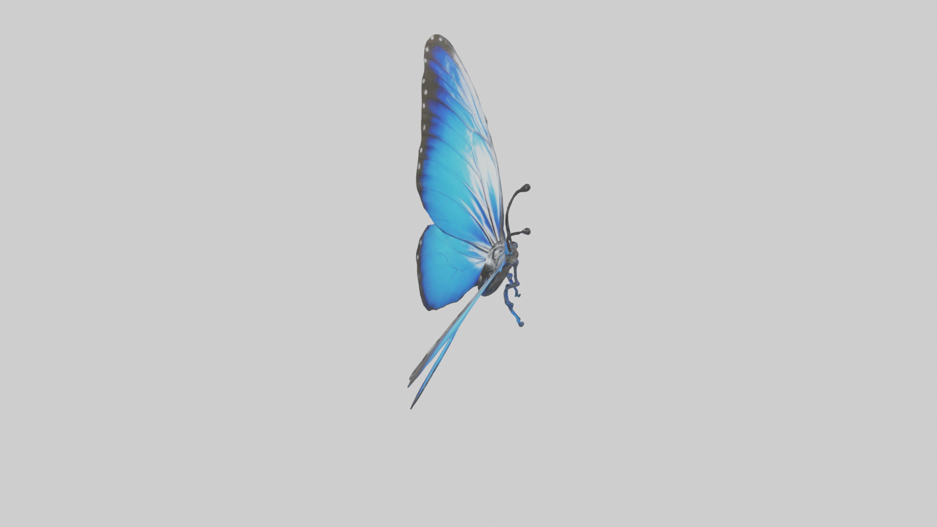 Blue Morpho Butterfly flying model Low-poly 3D model_17