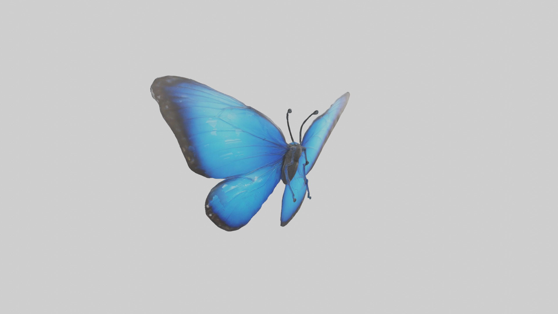 Blue Morpho Butterfly flying model Low-poly 3D model_1