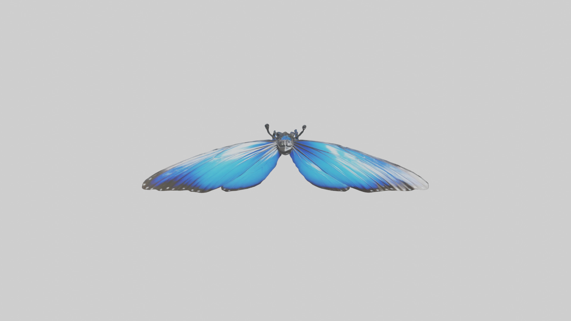 Blue Morpho Butterfly flying model Low-poly 3D model_14
