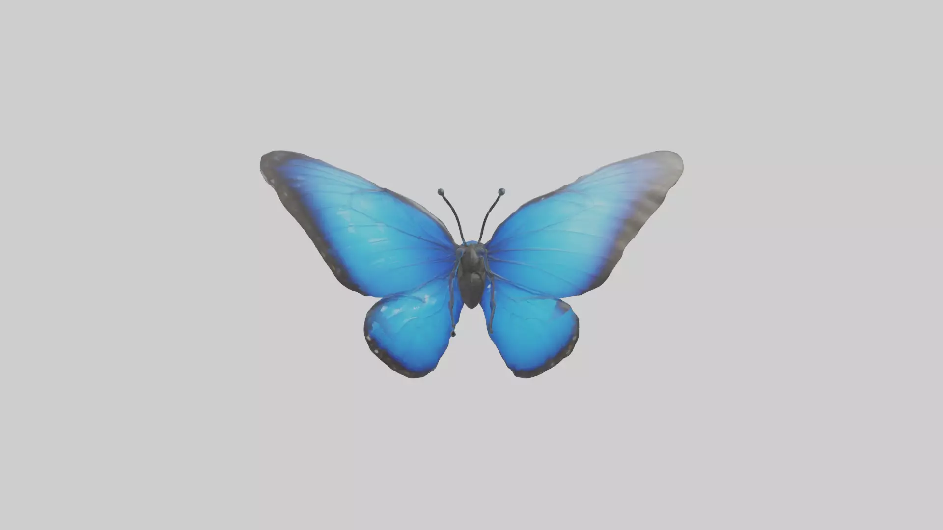 Blue Morpho Butterfly flying model Low-poly 3D model_0