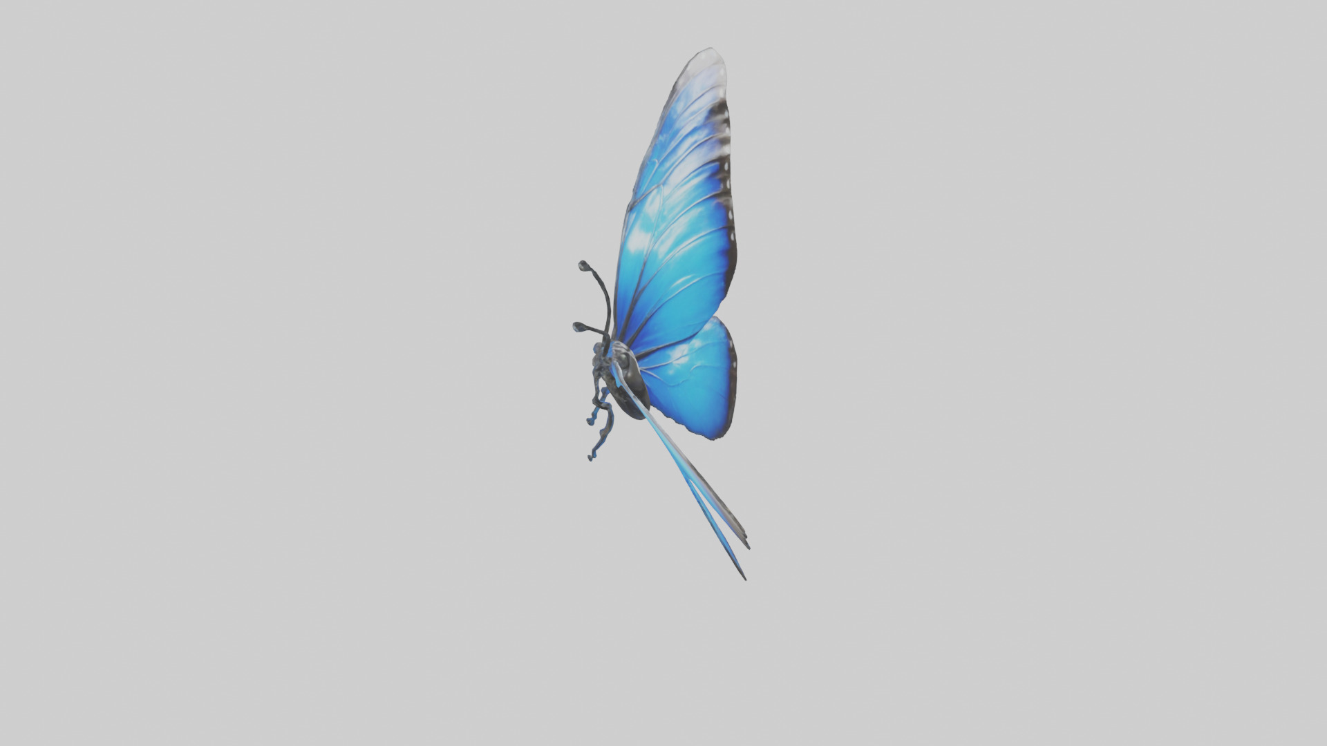 Blue Morpho Butterfly flying model Low-poly 3D model_18
