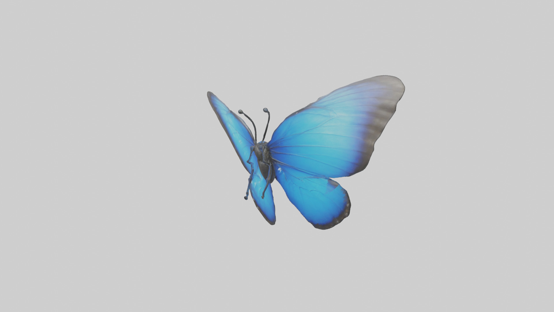Blue Morpho Butterfly flying model Low-poly 3D model_2